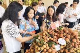 Vải thiều thu hút sự quan tâm của các doanh nghiệp phân phối. (Ảnh: Mỹ Phương/Vietnam+) 