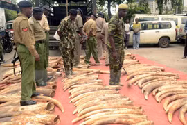Cảnh sát Kenya bên số ngà voi thu giữ tại Mombasa. Ảnh minh họa. (Nguồn: AFP/TTXVN)