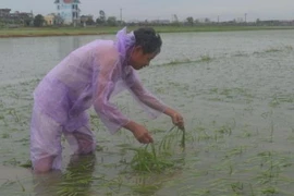 Ảnh minh họa. (Nguồn: TTXVN)