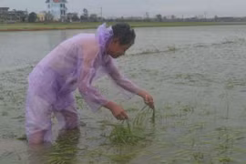 Ảnh minh họa. (Nguồn: TTXVN)
