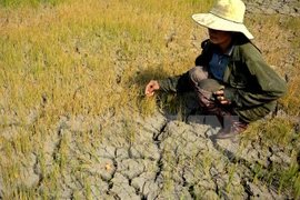 Ảnh minh họa. (Ảnh: Hoài Nam/TTXVN)