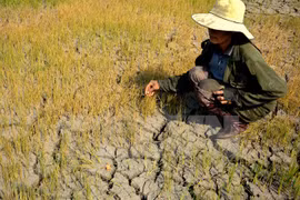 Ảnh minh họa. (Ảnh: Hoài Nam/TTXVN)