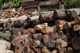 (Ảnh minh họa: Thanh Tân/TTXVN)