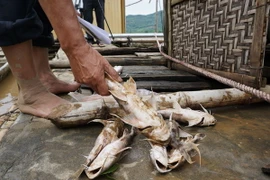 Cá chết trên sông Mã. (Ảnh: Hoa Mai/TTXVN)