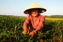 Thu hoạch ớt. (Nguồn: TTXVN) 