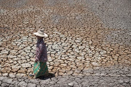 Hạn hán tại Thái Lan. (Nguồn: AFP)