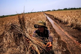 Ảnh chỉ có tính minh họa. (Ảnh: Trọng Đạt/TTXVN)