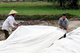 Nông dân che phủ chống rét cho lúa, mạ. (Ảnh: Công Tường/TTXVN) 