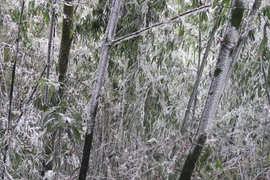 Băng tuyết phủ trắng cây cối. (Ảnh: Nguyễn Trọng Lịch/Vietnam+)