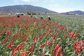 Một vườn hoa layơn tại huyện Đức Trọng, Lâm Đồng. (Ảnh: Nguyễn Dũng/TTXVN)