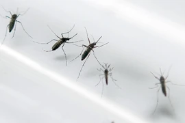 Các nhà khoa học nghiên cứu về muỗi Aedes - vật trung gian lây truyền virus Zika, tại một phòng thí nghiệm ở Martinique, Pháp. (Nguồn: AFP/TTXVN)