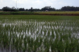 (Ảnh minh họa: Lê Huy Hải/TTXVN)