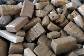 Ma túy được làm từ cây gai dầu. (Nguồn: AFP/TTXVN)