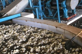 Ảnh chỉ có tính minh họa. (Ảnh: Hồ Cầu/TTXVN)