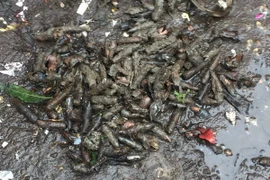 Số đầu đạn thu lượm được. (Ảnh: Thái Hùng/TTXVN)