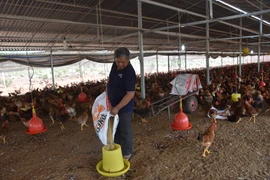 Giá nguyên liệu làm thức ăn chăn nuôi tăng cao, người sản xuất gặp khó