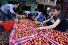 Đóng hộp xốp bảo quản quả vải thiều để chuyển đi tiêu thụ tại cơ sở thu mua vải thiều Cương Hoài, xã Phượng Sơn, huyện Lục Ngạn. (Ảnh: Vũ Sinh/TTXVN)