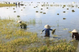 MDEC-Vĩnh Long 2013 sẽ hướng đến nền kinh tế xanh