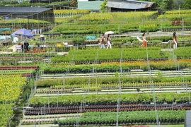 (Ảnh minh họa: Minh Đức/TTXVN)