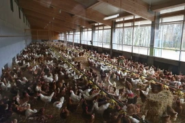 Ảnh minh họa. (Nguồn: EPA/TTXVN)