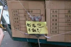 Chú chuột có vẻ đã chết trong bức ảnh sau. (Nguồn: http://shanghaiist.com)