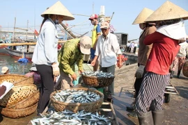 Thu mua hải sản của ngư dân Quảng Trị. (Ảnh: Thanh Thủy/TTXVN)