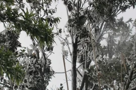 (Ảnh minh họa Nguyễn Trọng Lịch/TTXVN)