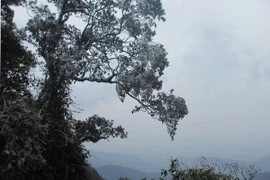 (Ảnh minh họa: Nguyễn Thảo/TTXVN)