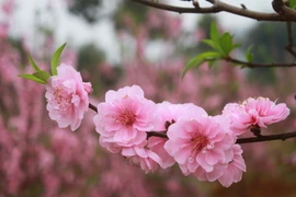 (Ảnh minh họa: Lê Hữu Quyết/TTXVN)