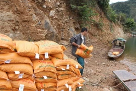 (Ảnh: Quý Trung/TTXVN)