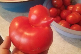 Những đồ ăn kỳ quặc khiến bạn phải dụi mắt nhìn đi nhìn lại