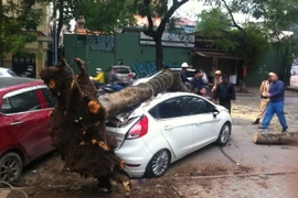 Hiện trường vụ cây đổ trên đường Lý Thường Kiệt. (Ảnh: TTXVN/phát)