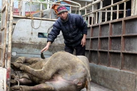 (Ảnh minh họa: Quốc Đạt/TTXVN)