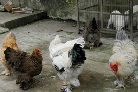 (Ảnh minh họa: Huyền Trang/TTXVN)