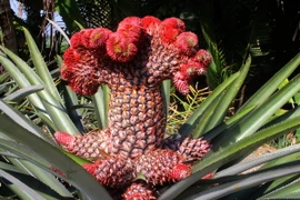 Quả dứa phụng được đánh giá là đẹp khi có phần đầu xòe to, đỏ rực như đuôi phụng, phần cuống có nhiều quả nhỏ bao quanh. (Ảnh: Xuân Dự/TTXVN)