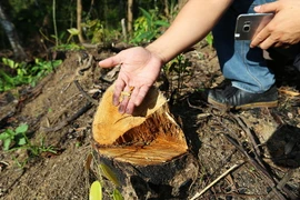 [Video] Hơn 6.520 m2 diện tích rừng đặc dụng bị phá bỏ ở Điện Biên