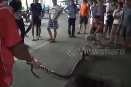 Em bé hoảng sợ phát hiện ra con trăn khổng lồ trốn trong bồn cầu