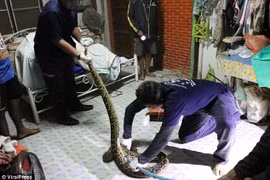 Con trăn bị các chuyên gia khống chế. (Nguồn: ViralPress)