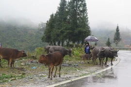 Người dân Sa Pa lùa trâu xuống vùng thấp tránh rét. (Ảnh: Hương Thu/TTXVN)