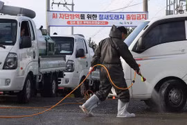 Phun thuốc khử trùng nhằm ngăn chặn sự lây lan của virus cúm H5N6 tại Goseong, tỉnh Nam Goseong, Hàn Quốc ngày 25/11. (Nguồn: Yonhap/TTXVN)