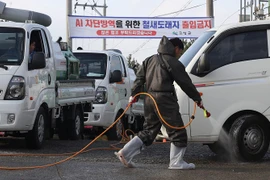 Phun thuốc khử trùng nhằm ngăn chặn sự lây lan của virus cúm H5N6 tại Goseong, tỉnh Nam Goseong, Hàn Quốc ngày 25/11. (Nguồn: Yonhap/TTXVN)