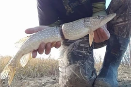 Con cá bị vết thương nghiêm trọng. (Nguồn: Adam Turnbull)