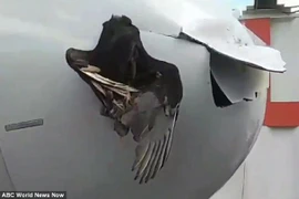 Đầu con chim bị mắc kẹt trong vỏ máy bay. (Nguồn: ABC)