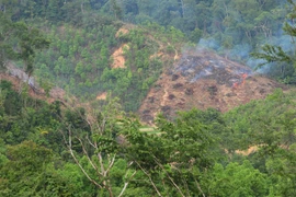 Ảnh minh họa. (Nguồn: Vietnam+)