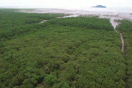 Phát triển rừng và các hệ sinh thái nhằm tăng cường hấp thụ khí nhà kính. (Ảnh: Hùng Võ/Vietnam+)