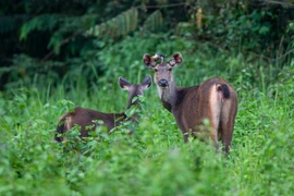 Ảnh minh họa. (Nguồn: WWF-Việt Nam cung cấp)