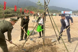 Các đại biểu tham gia trồng cây. (Ảnh: PV/Vietnam+)