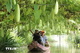 Ảnh minh họa. (Ảnh: Nguyễn Văn Trí/TTXVN)