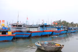 Nhiều tàu cá neo trú tránh bão. (Ảnh: Đinh Hương/TTXVN)