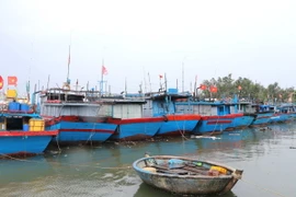 Nhiều tàu cá neo trú tránh bão. (Ảnh: Đinh Hương/TTXVN)